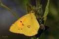 Colias crocea